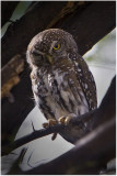 Pearlspotted Owl