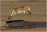 Lioness Jumping
