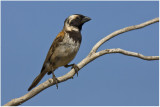 Cape Sparrow