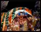 Hermit Crab with a colorful shell