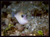 Filefish