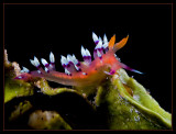 Flabellina marcusorum