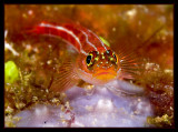 Ghostgoby head on