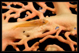 Loki Whip Goby
