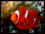 Spinecheek Anemonefish