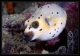 Blackspotted Puffer