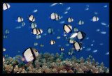 Reticulated dascylllus in the shallows
