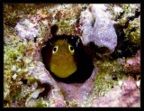 Unidentified Blenny, this one was big