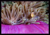 Pink Anemonefish and home