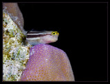 Axelrods clown blenny