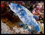 Star Puffer being cleaned