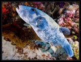 Star Puffer being cleaned