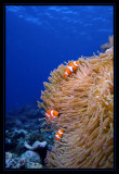 Clownfish