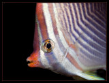 Triangular Butterflyfish