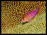 Pixie Hawkfish