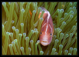 Pink Anemonefish
