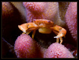 Crab from the wild wild west