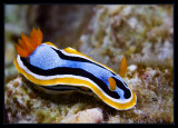 Chromodoris annae