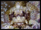 Scorpionfish