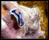 Chromodoris Lochi Nudibranch