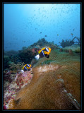 Orange-Finned Anemonefish