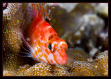 and another Pixie Hawkfish