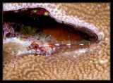 Goby