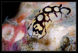 Philinopsis pilsbryi