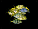 Golden Trevally