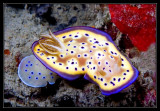 Chromodoris Kunei Nudibranch