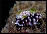 Chromodoris geometrica