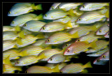 Golden-Lined Snapper School