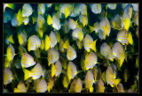 A Fish Tail