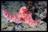 Ceratosoma trilobatum