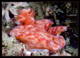 Ceratosoma trilobatum