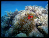 Spinecheek Anemonefish