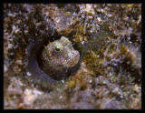 Delicate Blenny