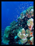 Goldie's swarming the reef