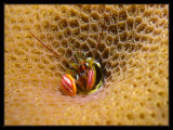 Susie's Super Macro