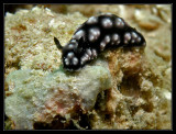 Phyllidiella cooburrama