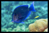 Blue Tang