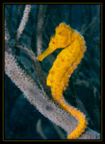 Seahorse