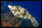 Scrawled Filefish