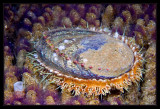 Juvenile Abalone