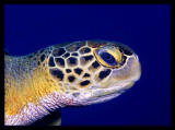 Green Sea Turtle Portrait