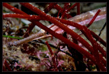 Canyon Pipefish