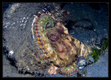 Canyon Octopus in his shell