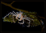 Hemphill's kelp crab and Kelp