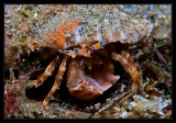 Hermet Crab