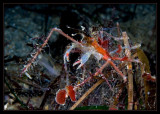 Decorator Crab